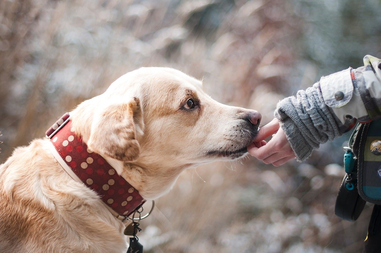 Comment apprendre les commandes de base à votre chien ?