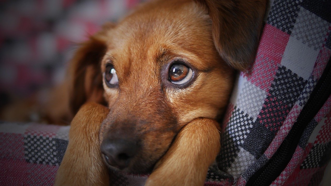 Comment gérer les problèmes de peau chez les chiens ?