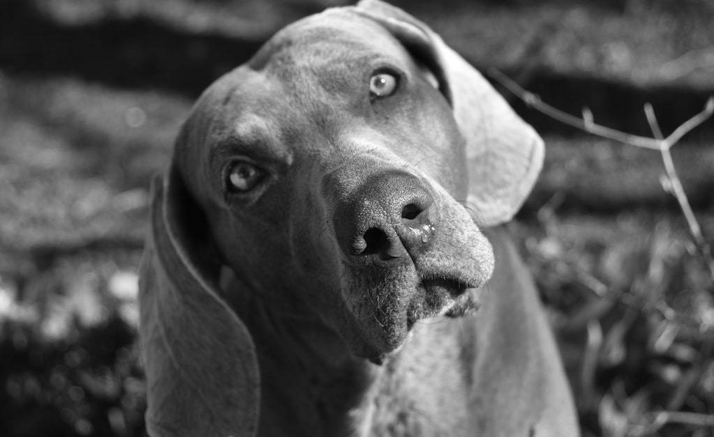 Comment socialiser un chien avec succès ?