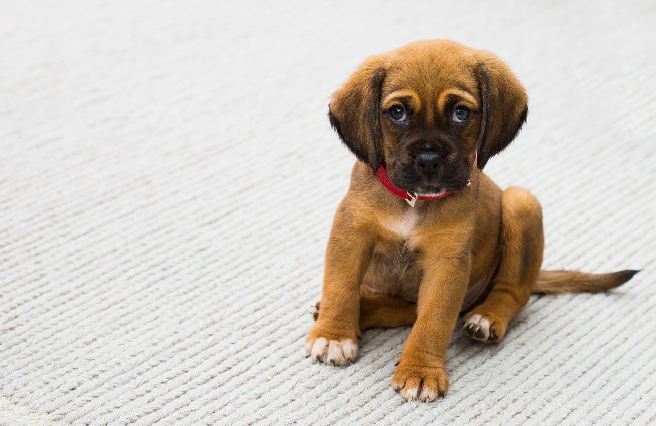 Comprendre les besoins d'un chien adopté
