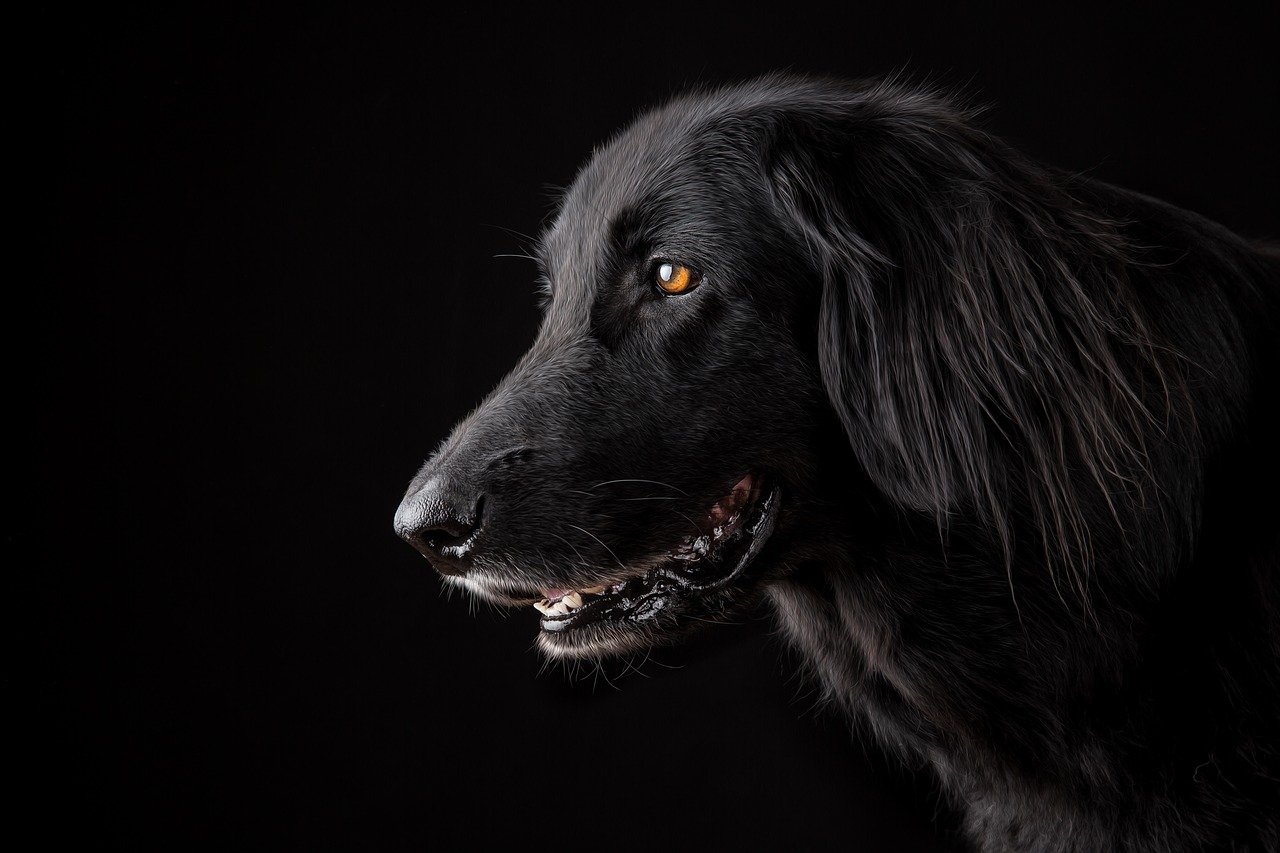 Les bienfaits du toilettage régulier pour votre chien