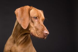 Lire la suite à propos de l’article Les bienfaits du toilettage régulier pour votre chien