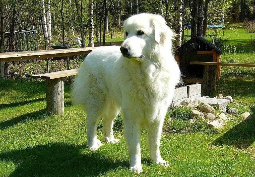 Les produits indispensables pour l'hygiène du chien