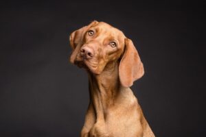 Lire la suite à propos de l’article Pourquoi le toilettage est important pour les chiens &nbsp;?