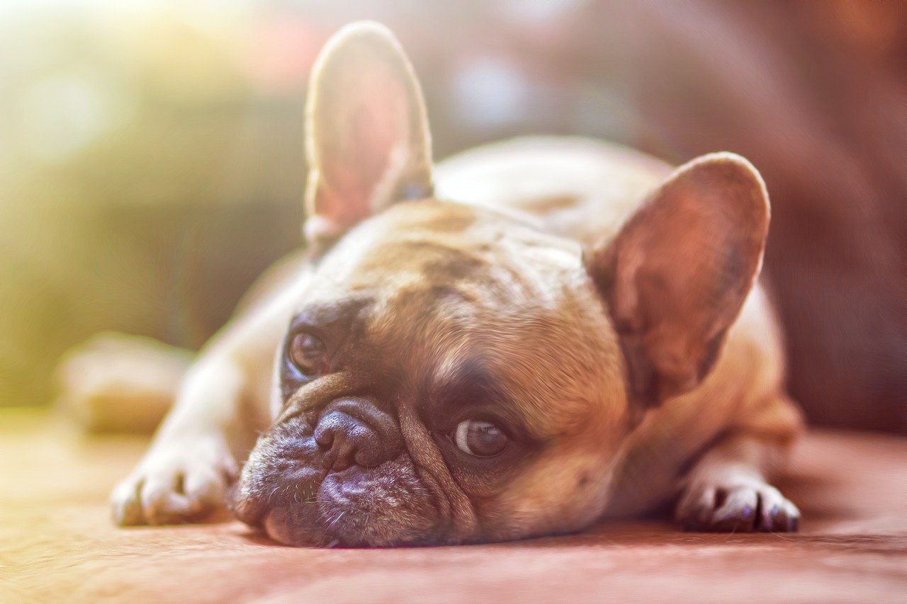 Pourquoi le toilettage est important pour les chiens ?
