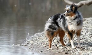 Lire la suite à propos de l’article Améliorer la relation avec son chien grâce à un coach canin