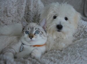 Lire la suite à propos de l’article Faciliter la prévention des puces chez les chiens et les chats