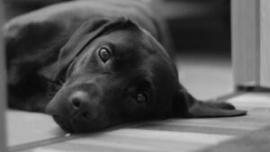 Lire la suite à propos de l’article Tout savoir sur le labrador nain ce chien pas comme les autres